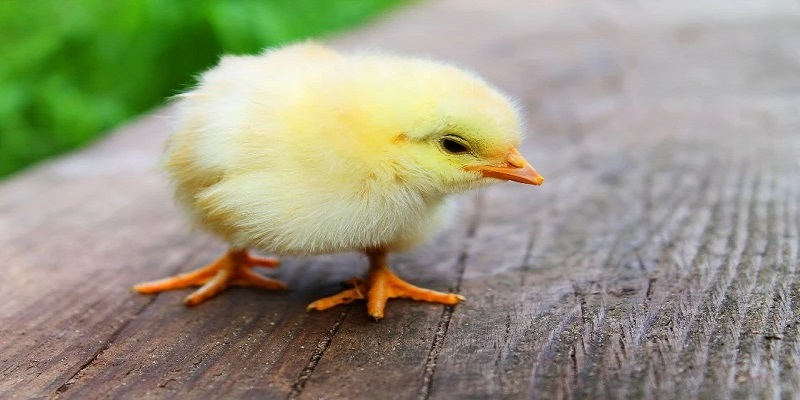 Thiết kế lồng úm là điều kiện cần thiết khi nuôi gà con