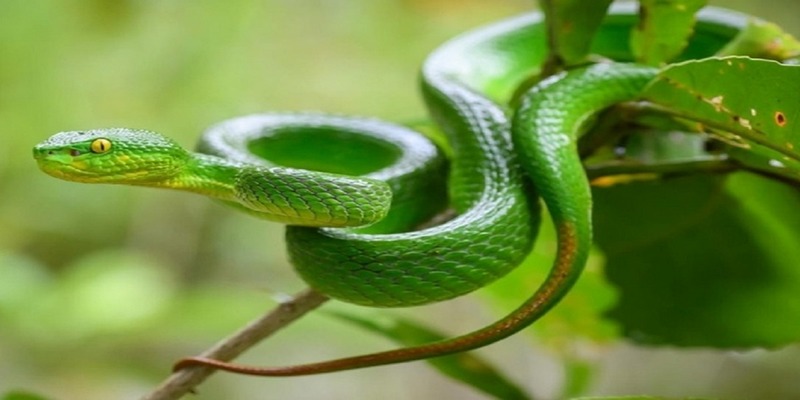 Giấc mơ về rắn lục xanh liên quan đến nhiều số đề tài lộc